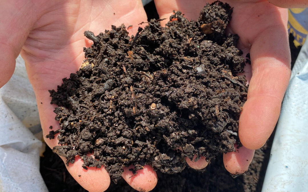 Composting: A Simple & Sustainable Way to Improve Soil Health and Biodiversity